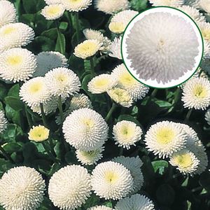 Afbeelding van Bellis grootbloemig P10.5 Aanbieding White